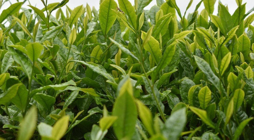 Tea Tree – Purifying and Healing